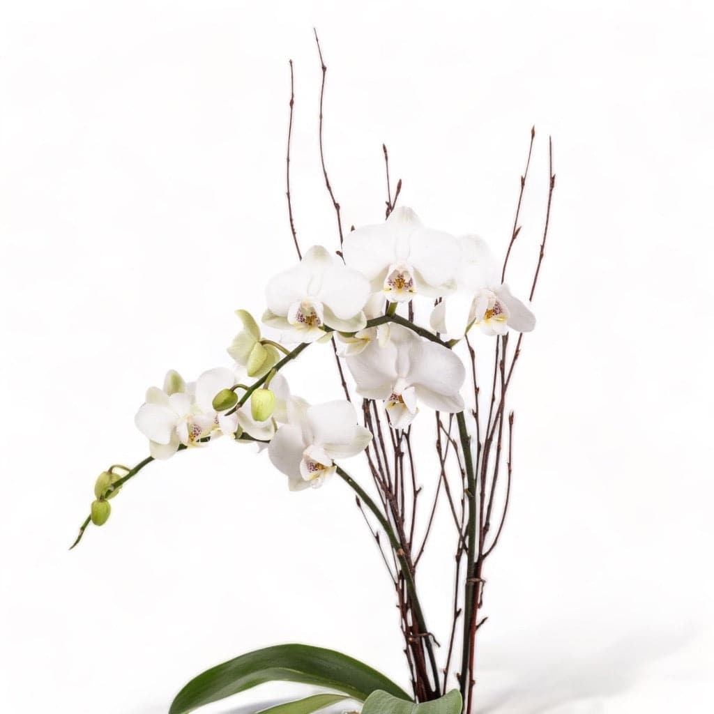 Avant-Garden Mini Orchid Planting - Green Fresh Florals + Plants