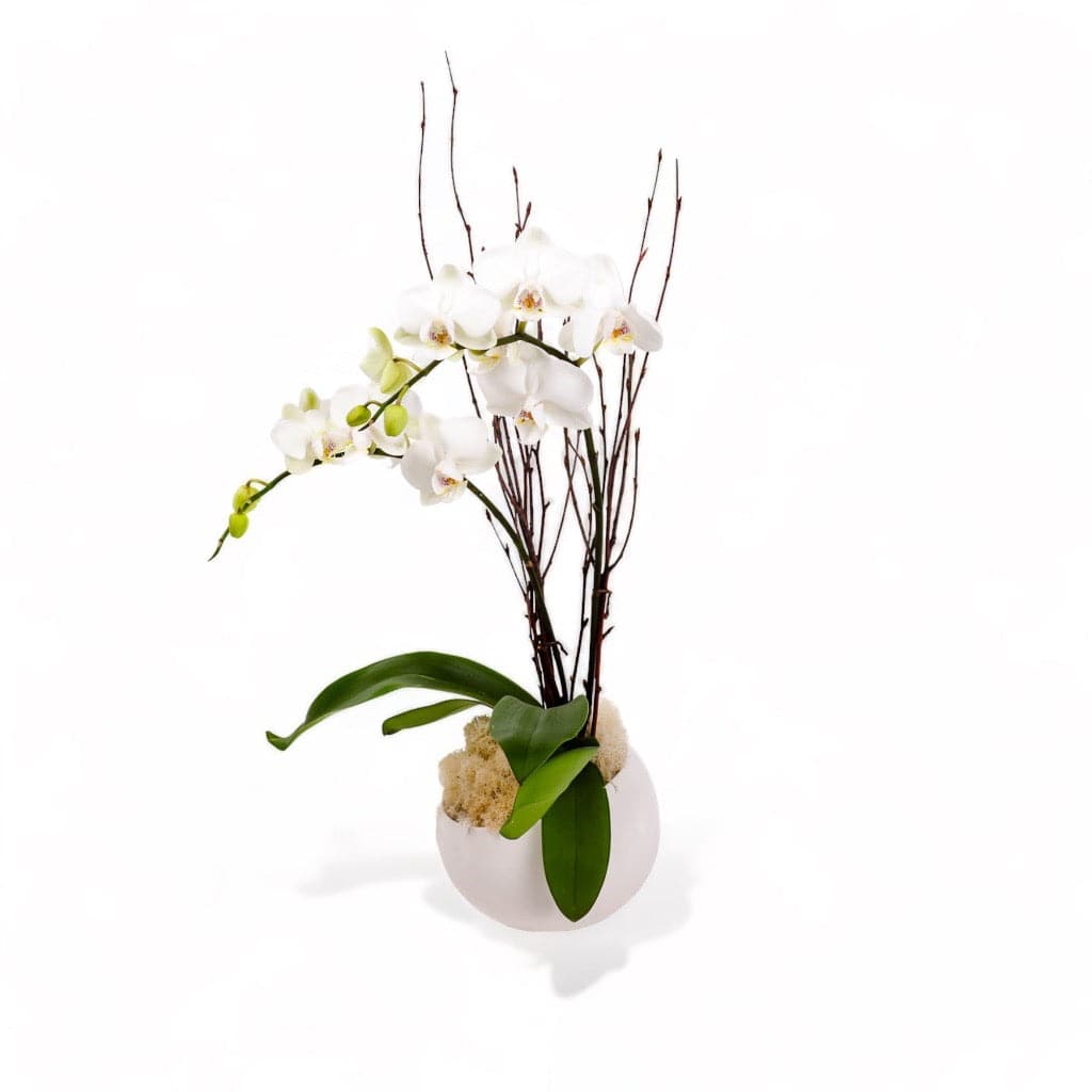 Avant-Garden Mini Orchid Planting - Green Fresh Florals + Plants