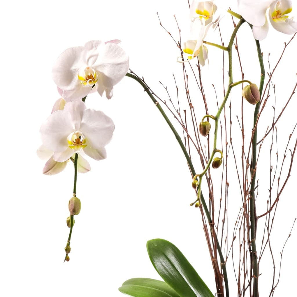 Avant-Garden Orchid Planting - Green Fresh Florals + Plants