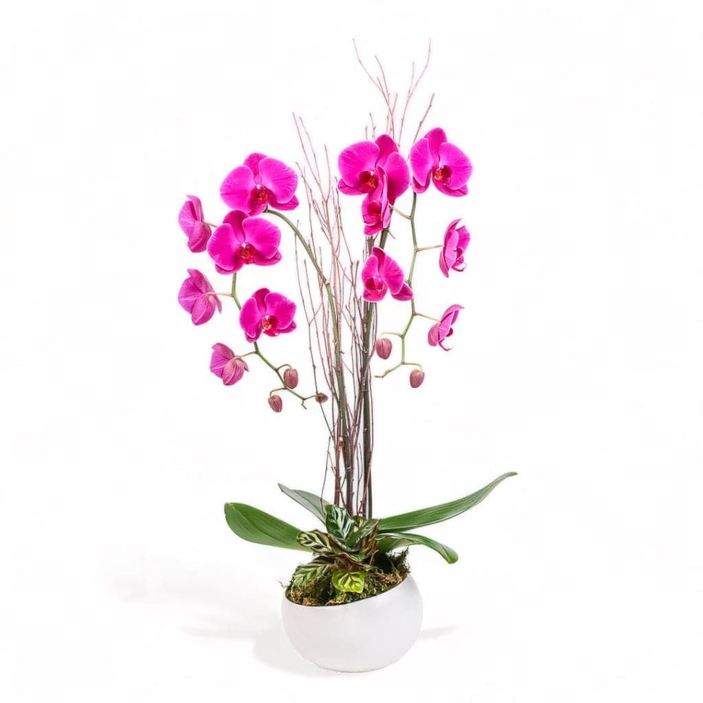 Avant-Garden Orchid Planting - Green Fresh Florals + Plants