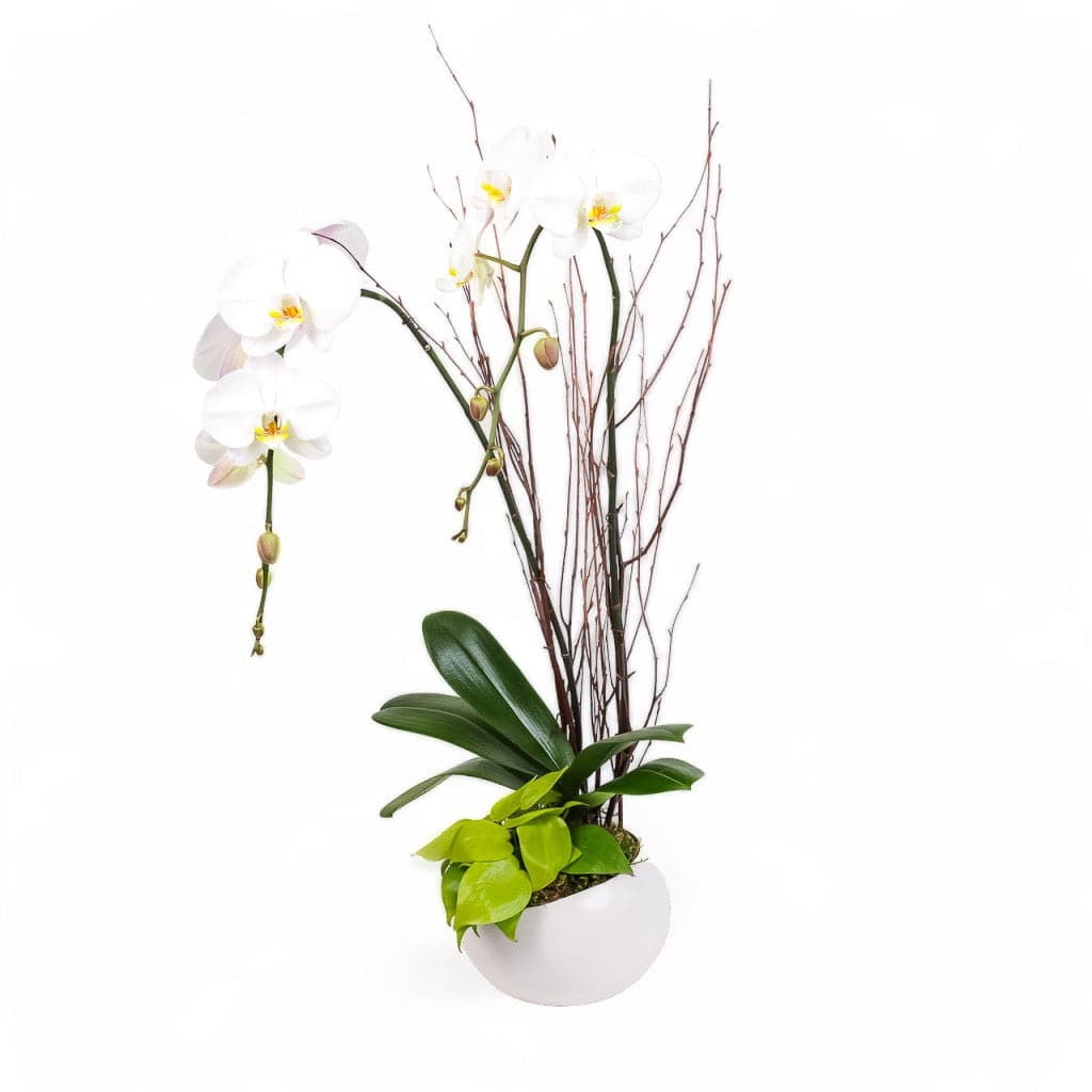 Avant-Garden Orchid Planting - Green Fresh Florals + Plants