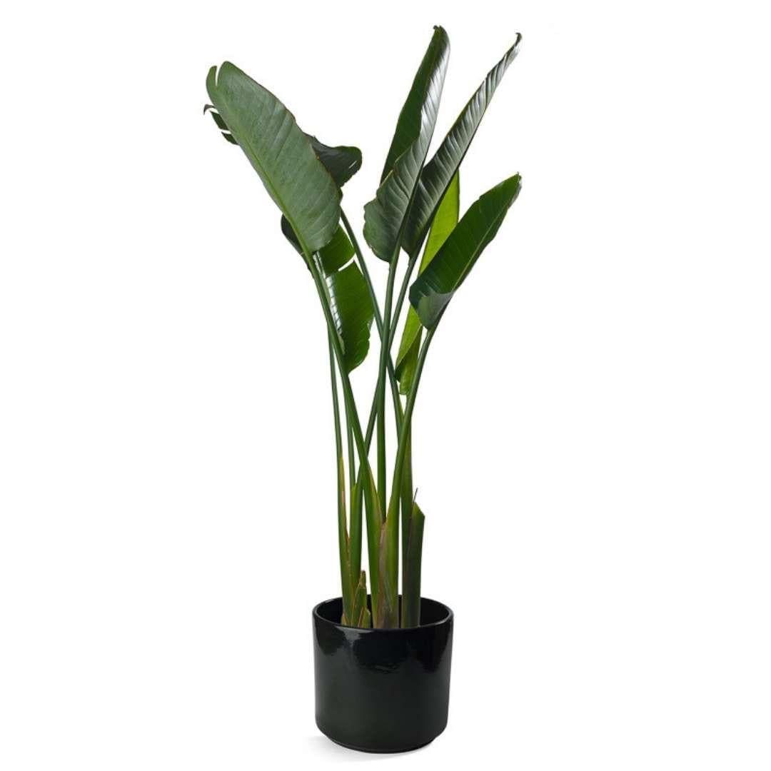 Bird of Paradise - Green Fresh Florals + Plants