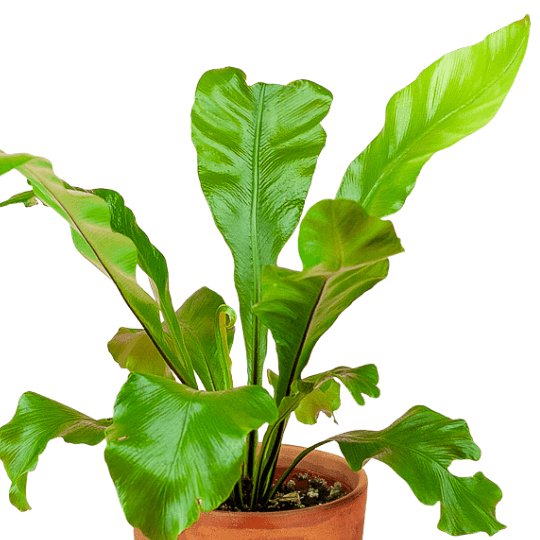 Bird's Nest Fern - Green Fresh Florals + Plants