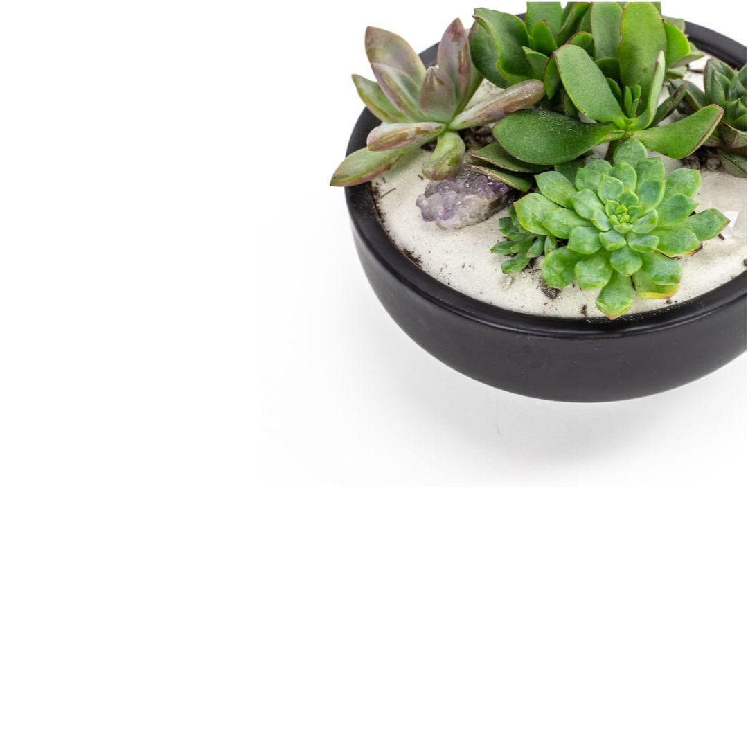 Black Crystal Succulent Garden - Green Fresh Florals + Plants