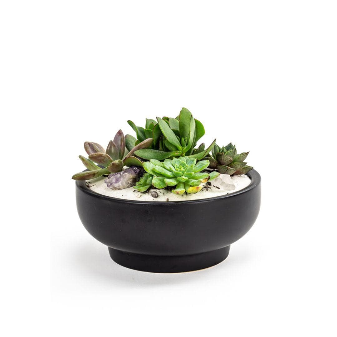 Black Crystal Succulent Garden - Green Fresh Florals + Plants