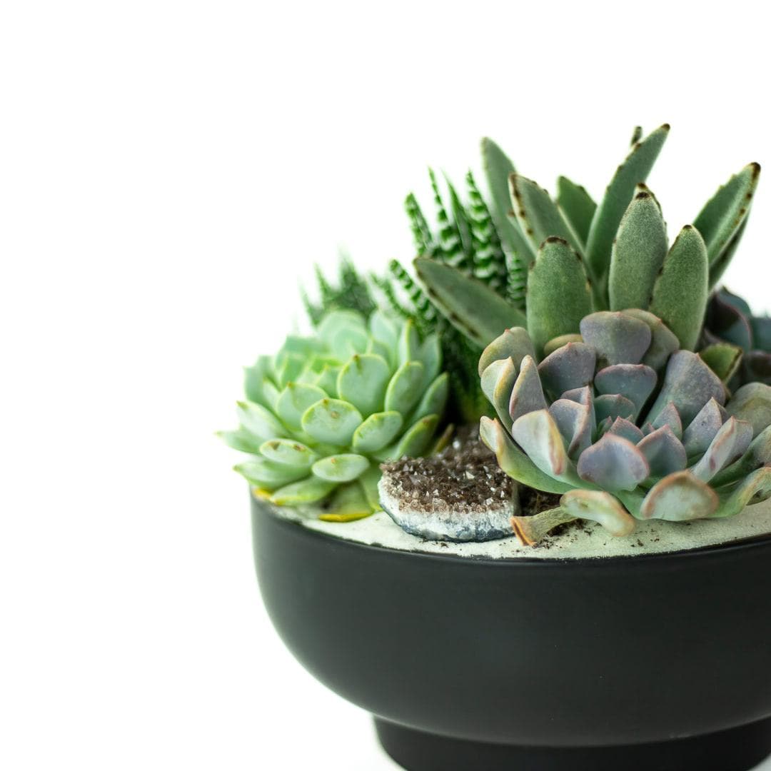 Black Crystal Succulent Garden - Green Fresh Florals + Plants