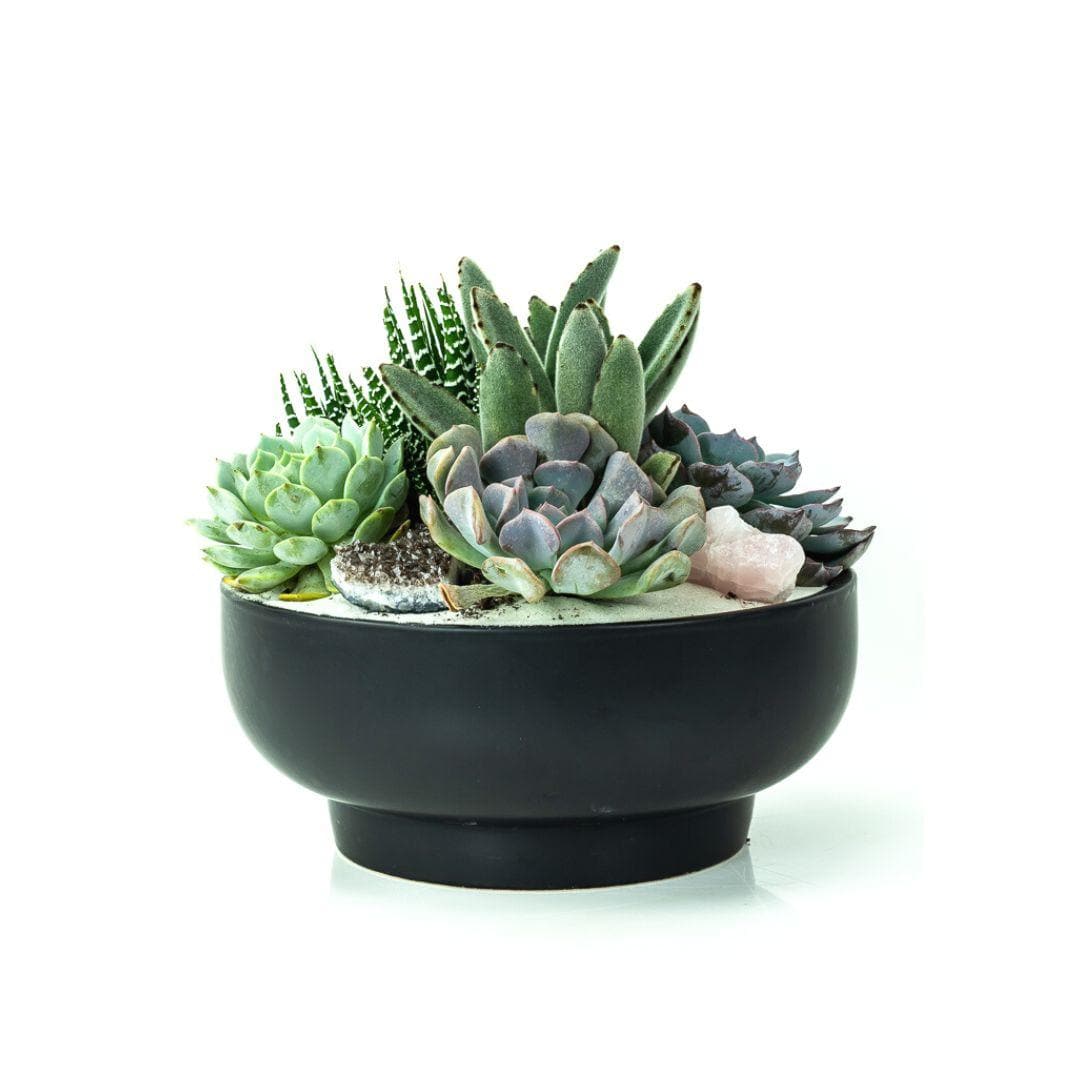 Black Crystal Succulent Garden - Green Fresh Florals + Plants