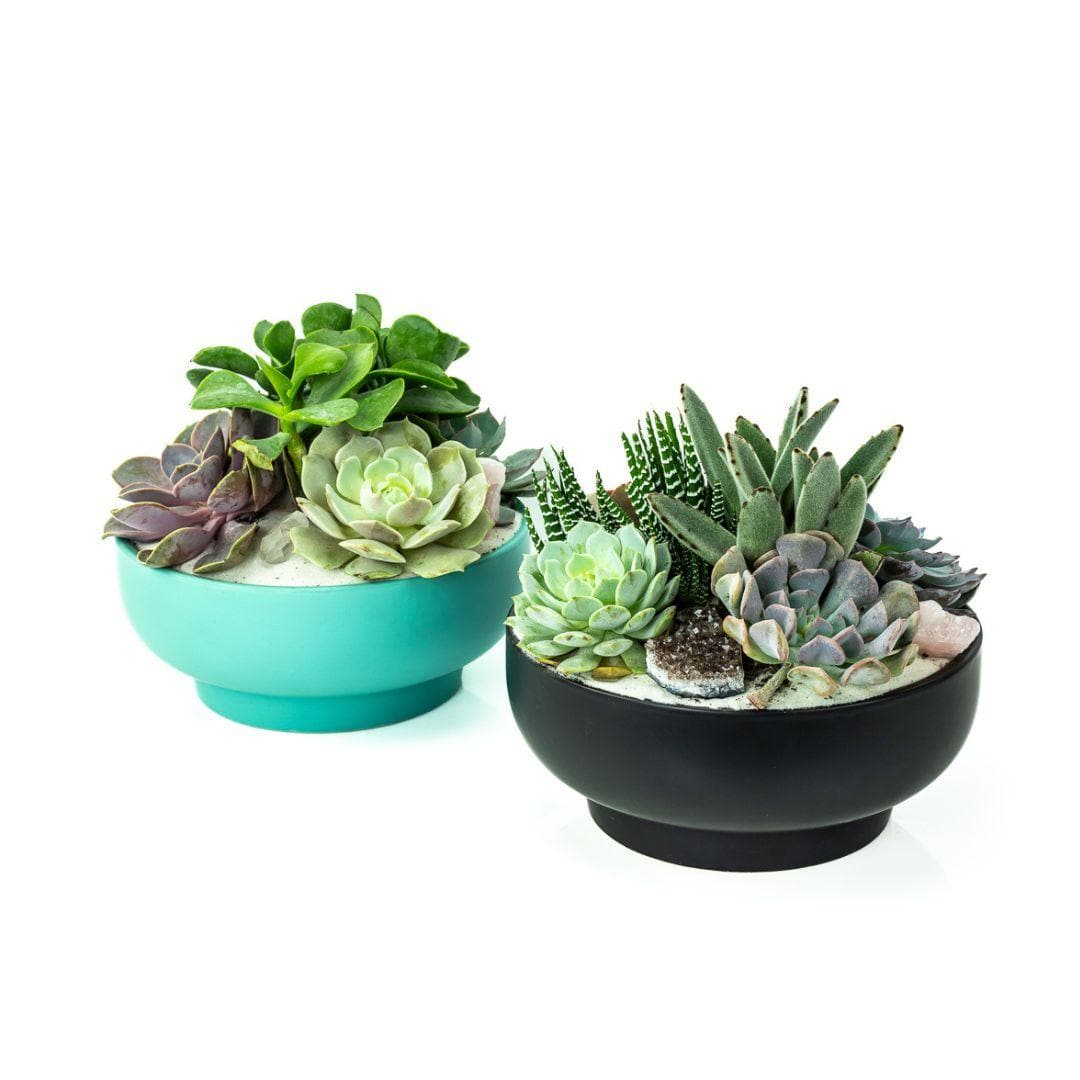 Black Crystal Succulent Garden - Green Fresh Florals + Plants