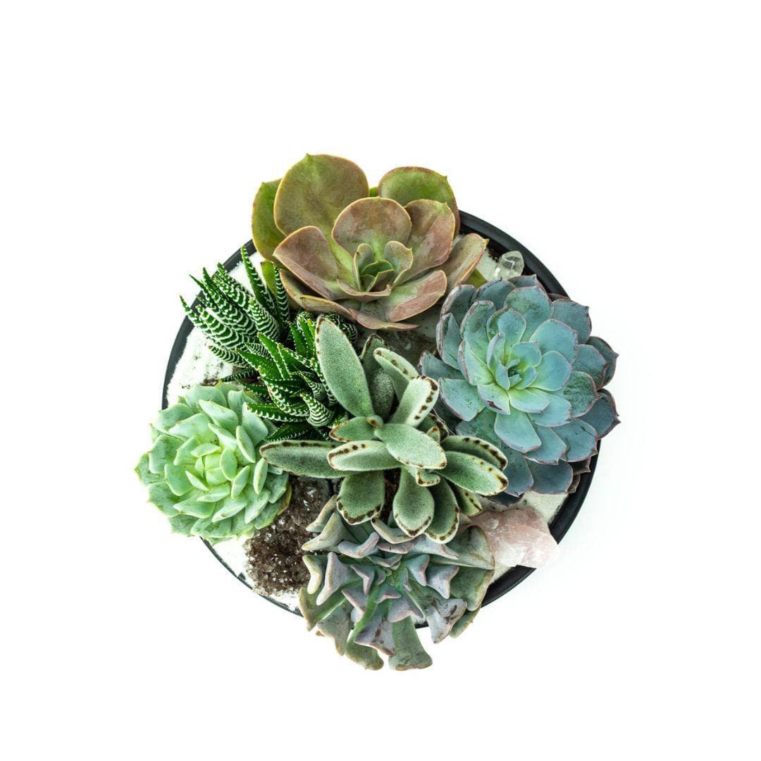 Black Crystal Succulent Garden - Green Fresh Florals + Plants