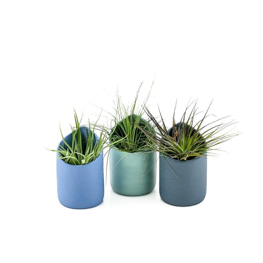 Blue Grey Air Plant Trio - Green Fresh Florals + Plants