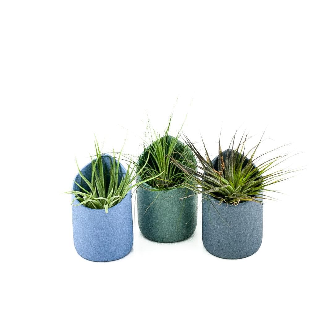 Blue Grey Air Plant Trio - Green Fresh Florals + Plants