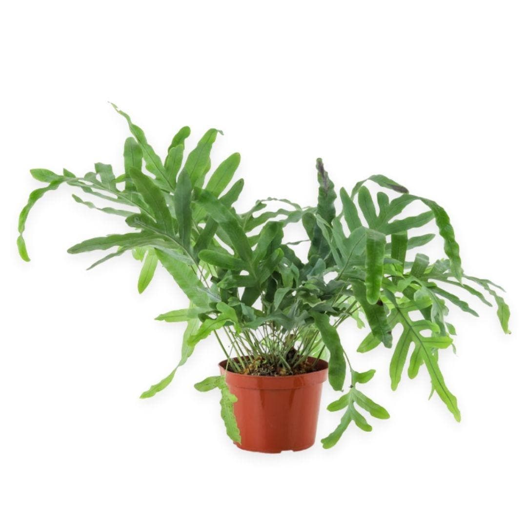 Blue Star Fern - Green Fresh Florals + Plants