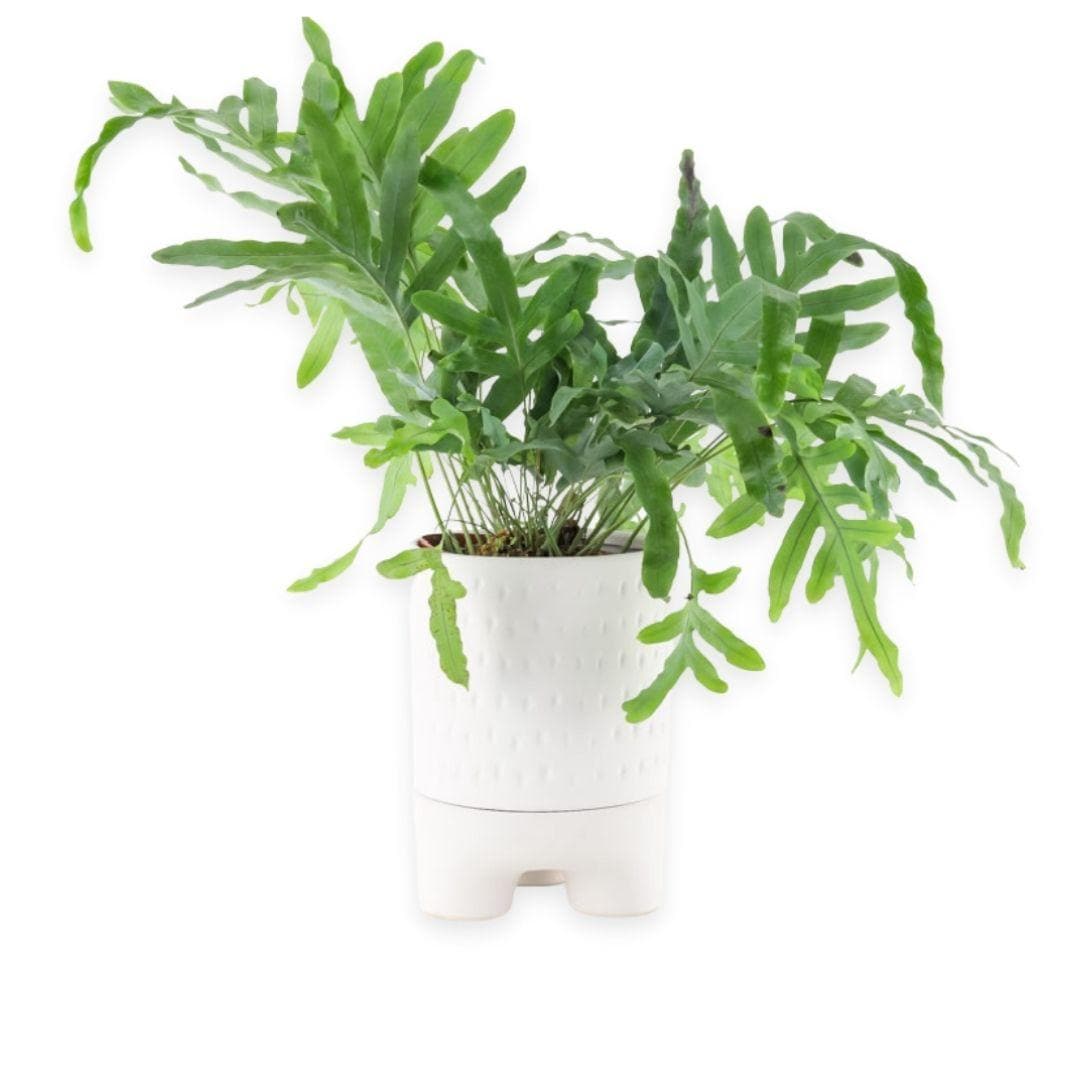 Blue Star Fern - Green Fresh Florals + Plants