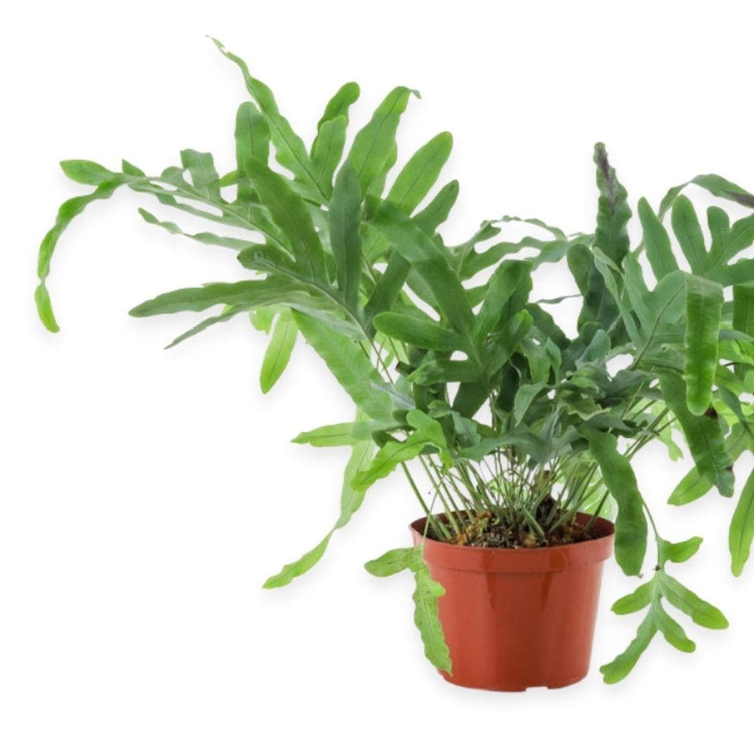 Blue Star Fern - Green Fresh Florals + Plants