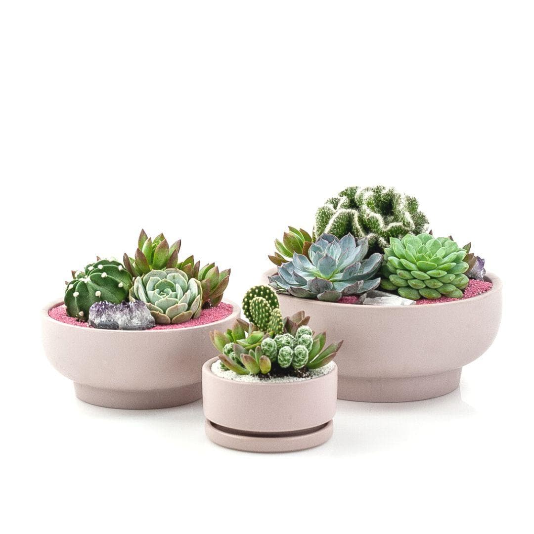 Blush Crystal Succulent Garden - Green Fresh Florals + Plants