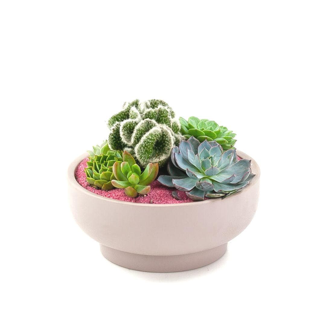 Blush Crystal Succulent Garden - Green Fresh Florals + Plants