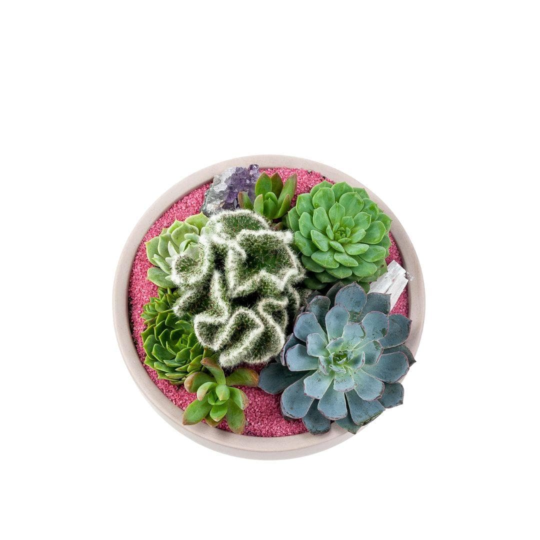 Blush Crystal Succulent Garden - Green Fresh Florals + Plants