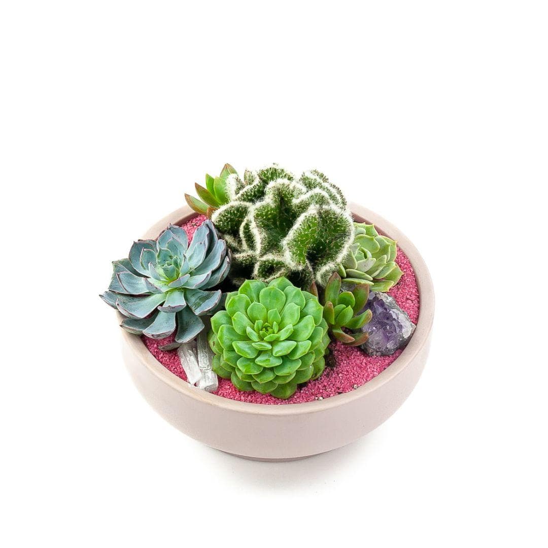 Blush Crystal Succulent Garden - Green Fresh Florals + Plants