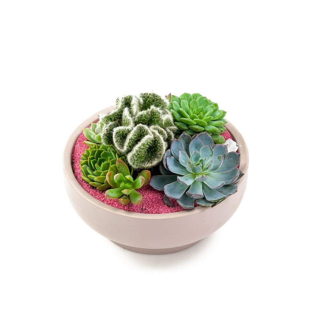 Blush Crystal Succulent Garden - Green Fresh Florals + Plants