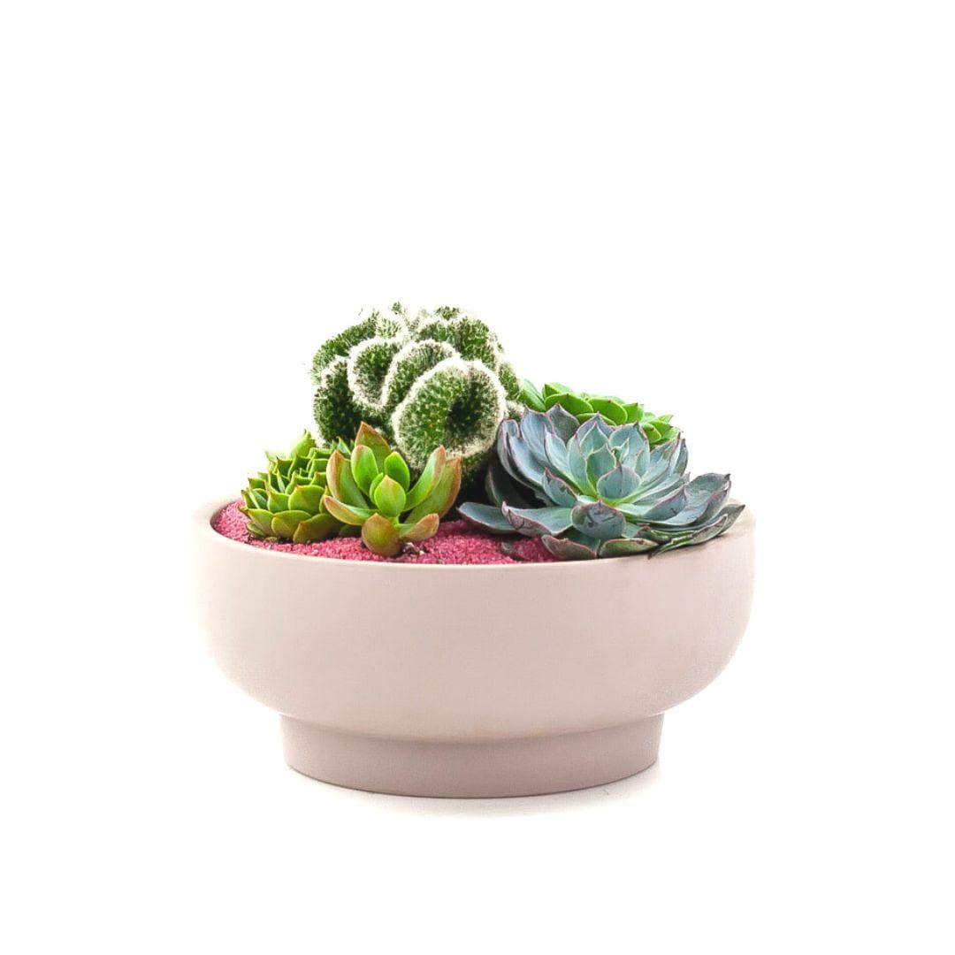 Blush Crystal Succulent Garden - Green Fresh Florals + Plants