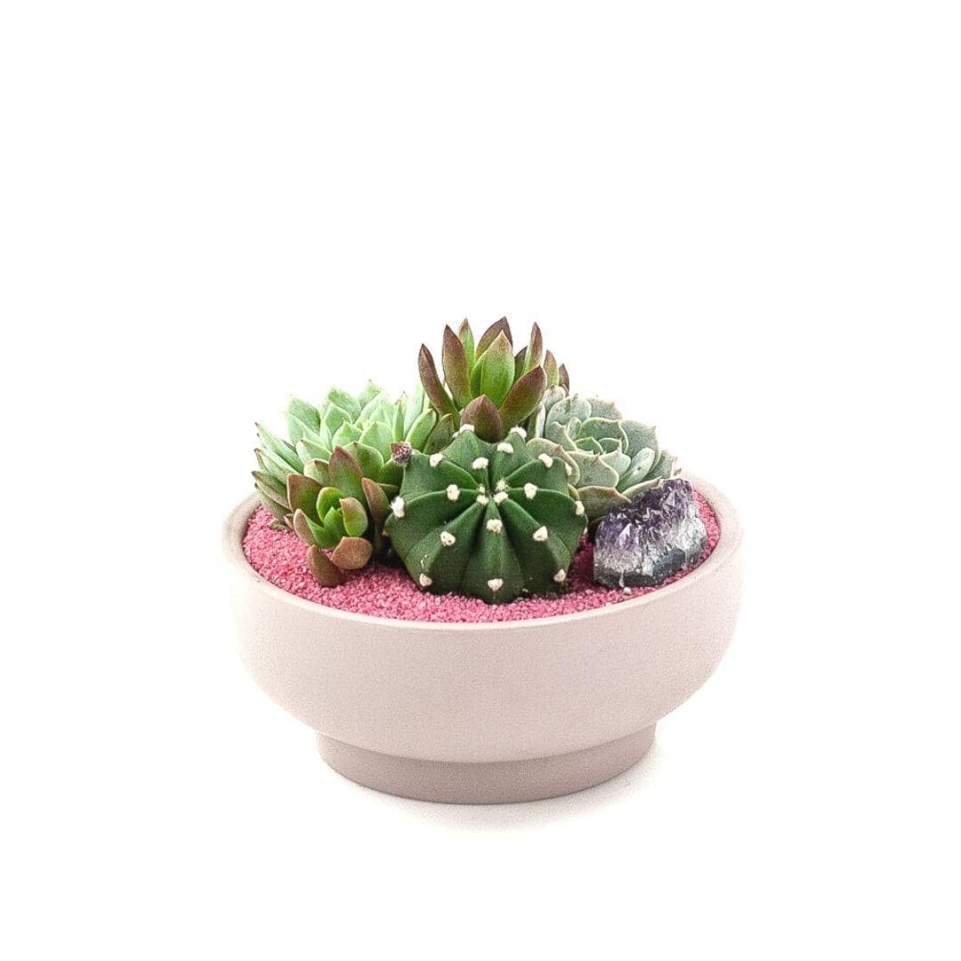 Blush Crystal Succulent Garden - Green Fresh Florals + Plants