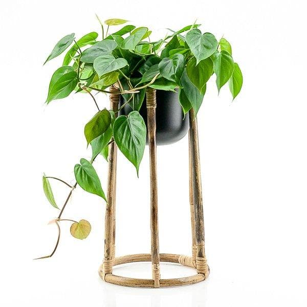 Boca Plant Stand - Green Fresh Florals + Plants