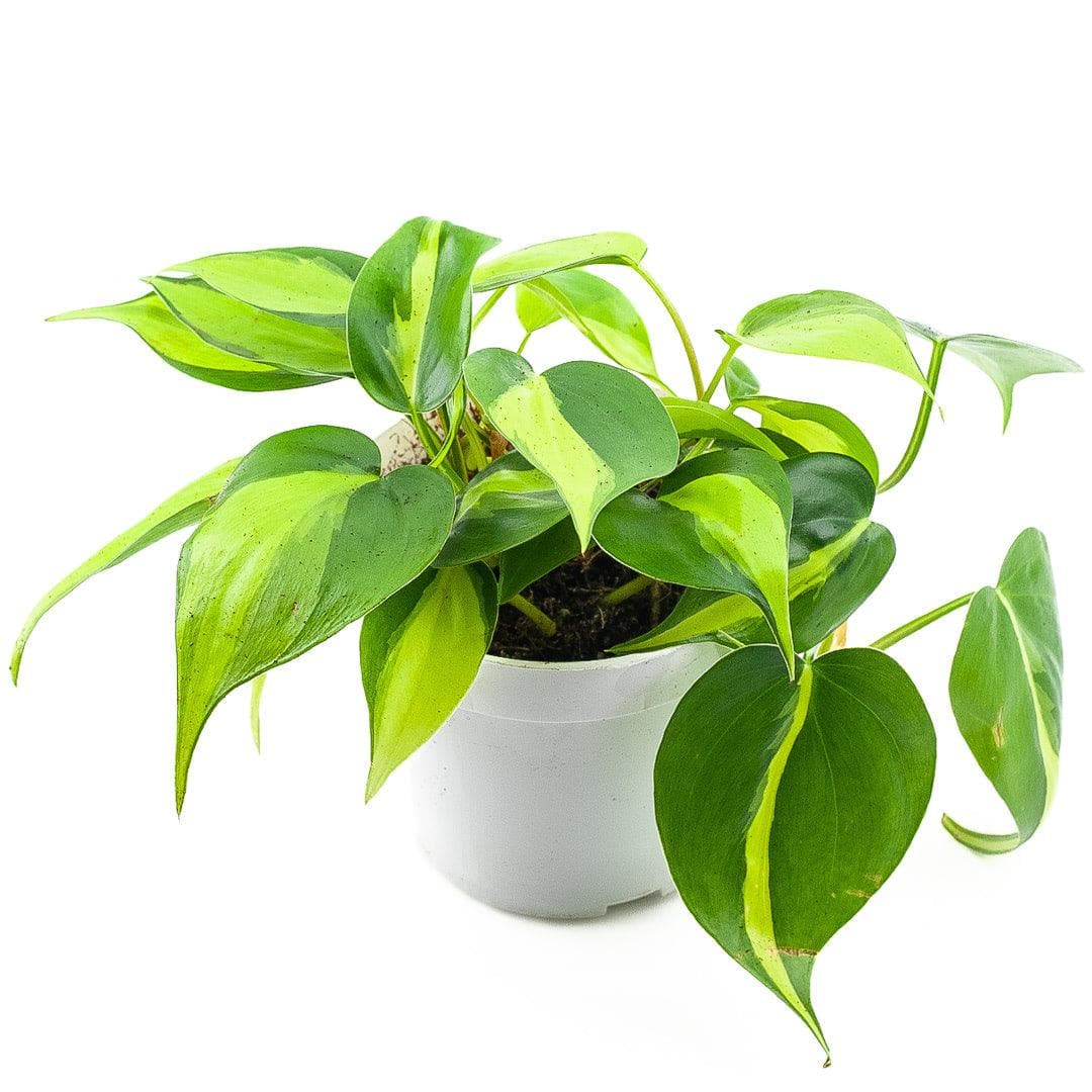 Brasil Philodendron - Green Fresh Florals + Plants