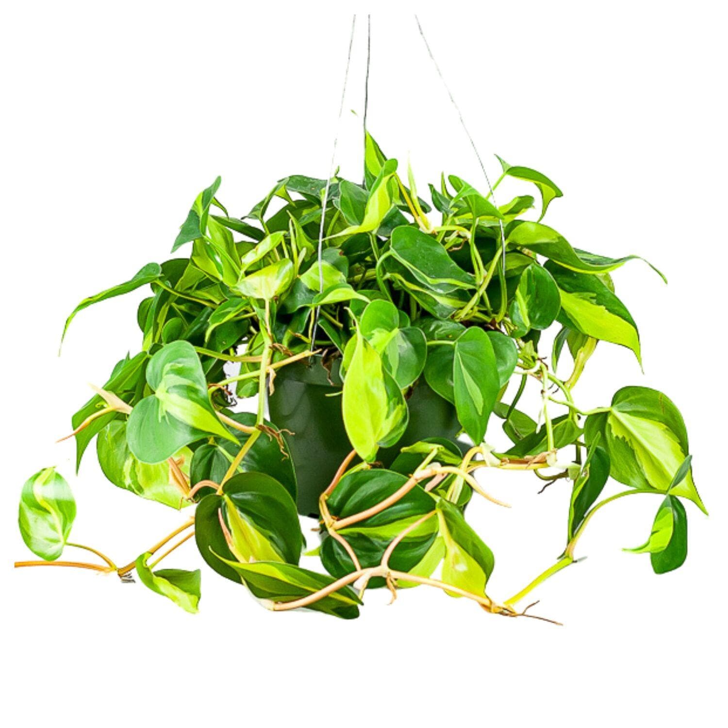 Brasil Philodendron - Green Fresh Florals + Plants