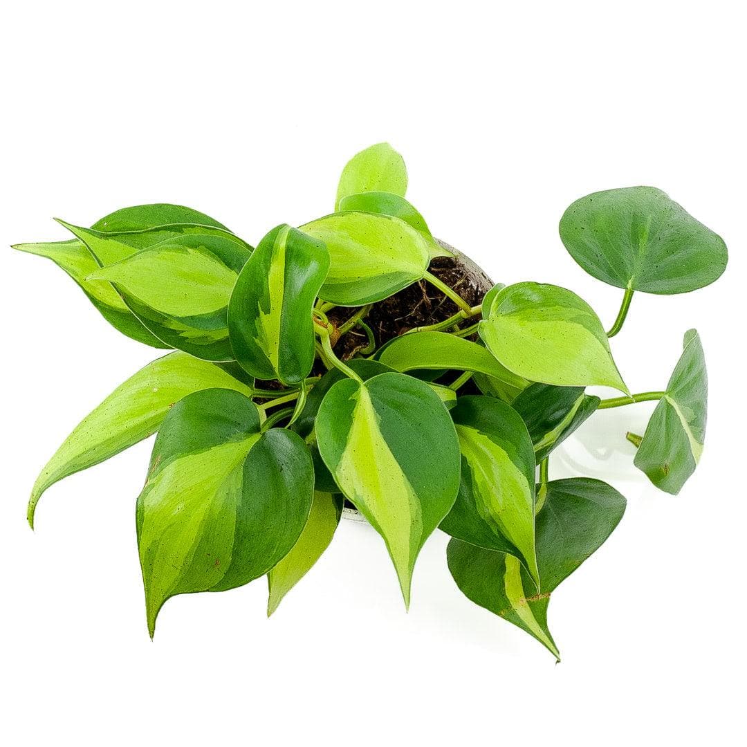 Brasil Philodendron - Green Fresh Florals + Plants