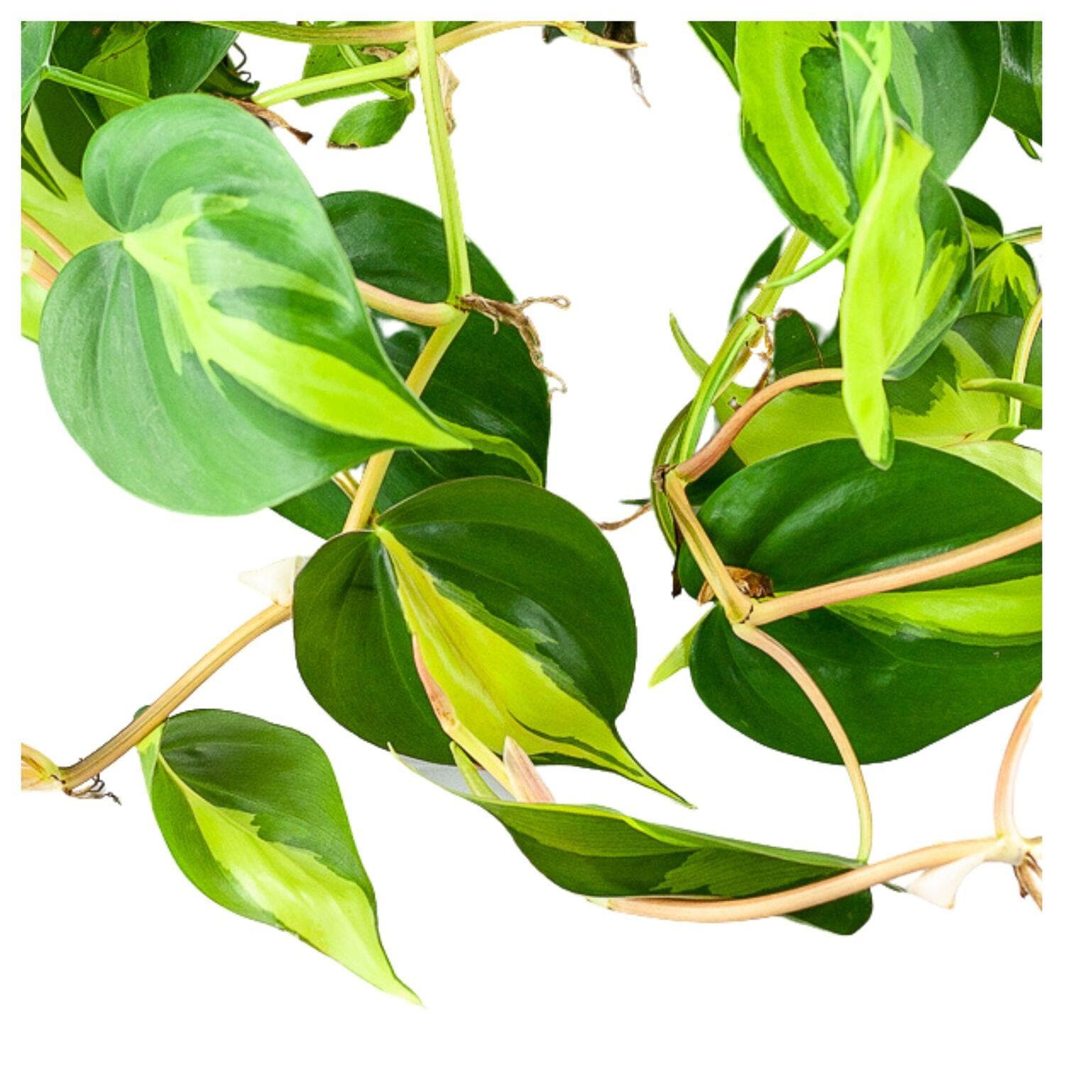 Brasil Philodendron - Green Fresh Florals + Plants