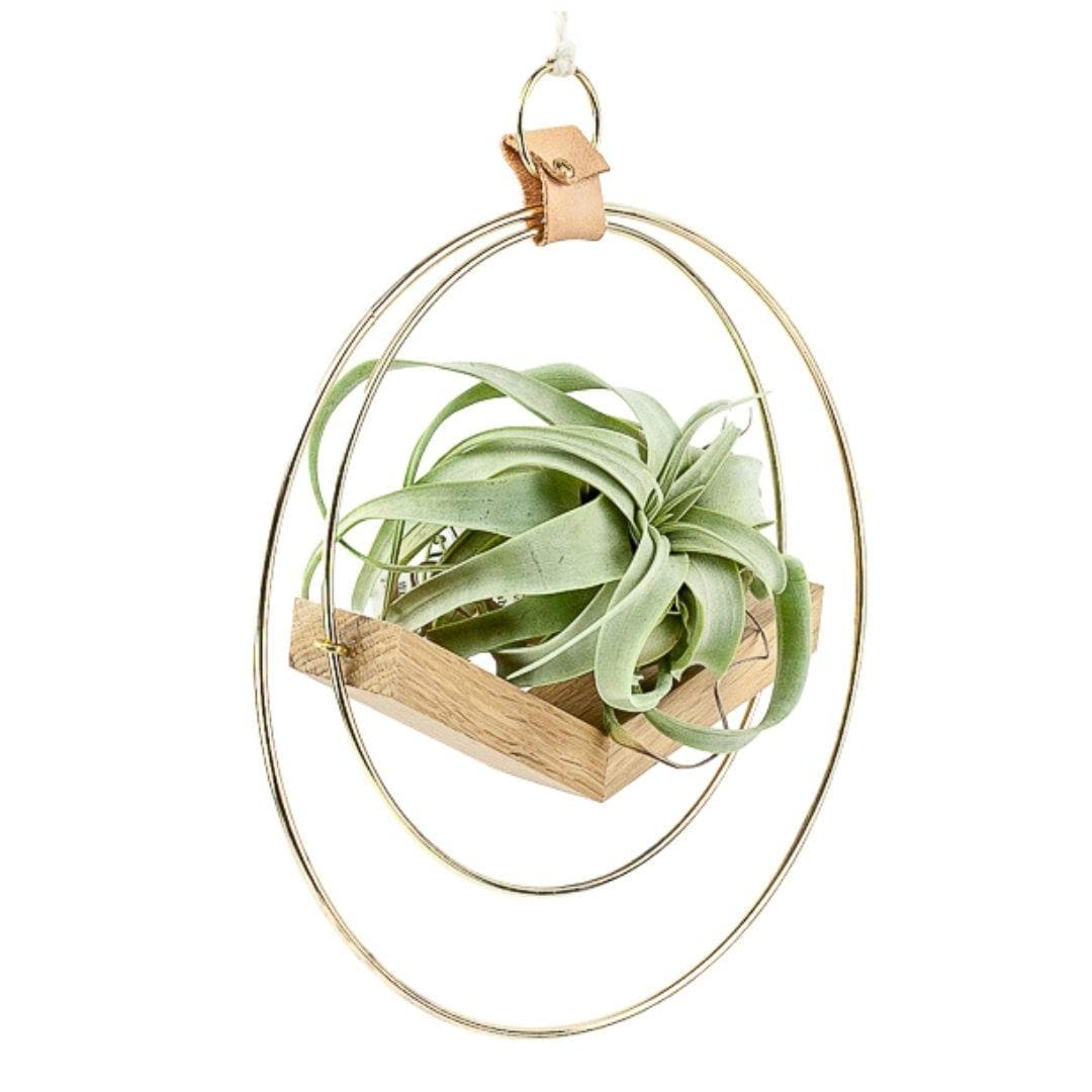 Brass Ring V Hanger - Green Fresh Florals + Plants