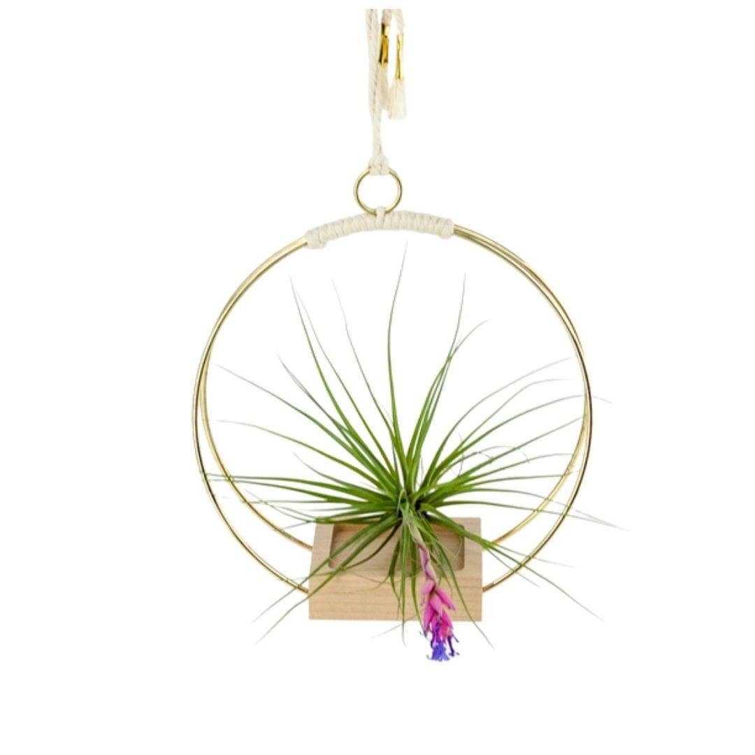 Brass Wire Plant Hanger - Green Fresh Florals + Plants