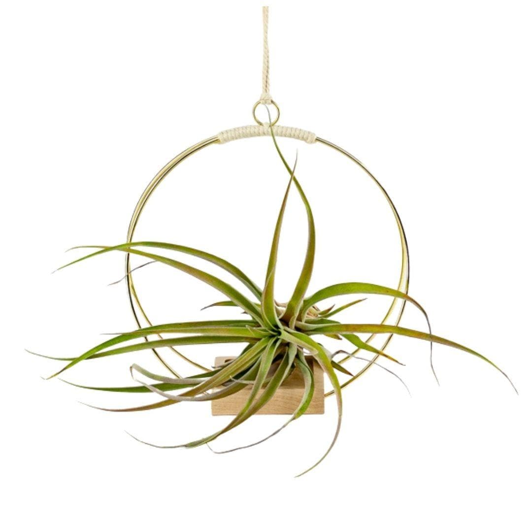 Brass Wire Plant Hanger - Green Fresh Florals + Plants