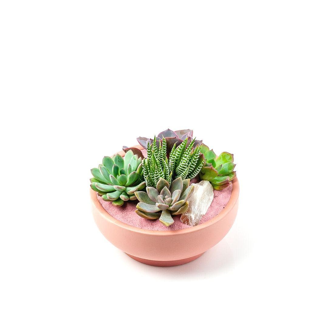 Bubblegum Pink Crystal Succulent Garden - Green Fresh Florals + Plants