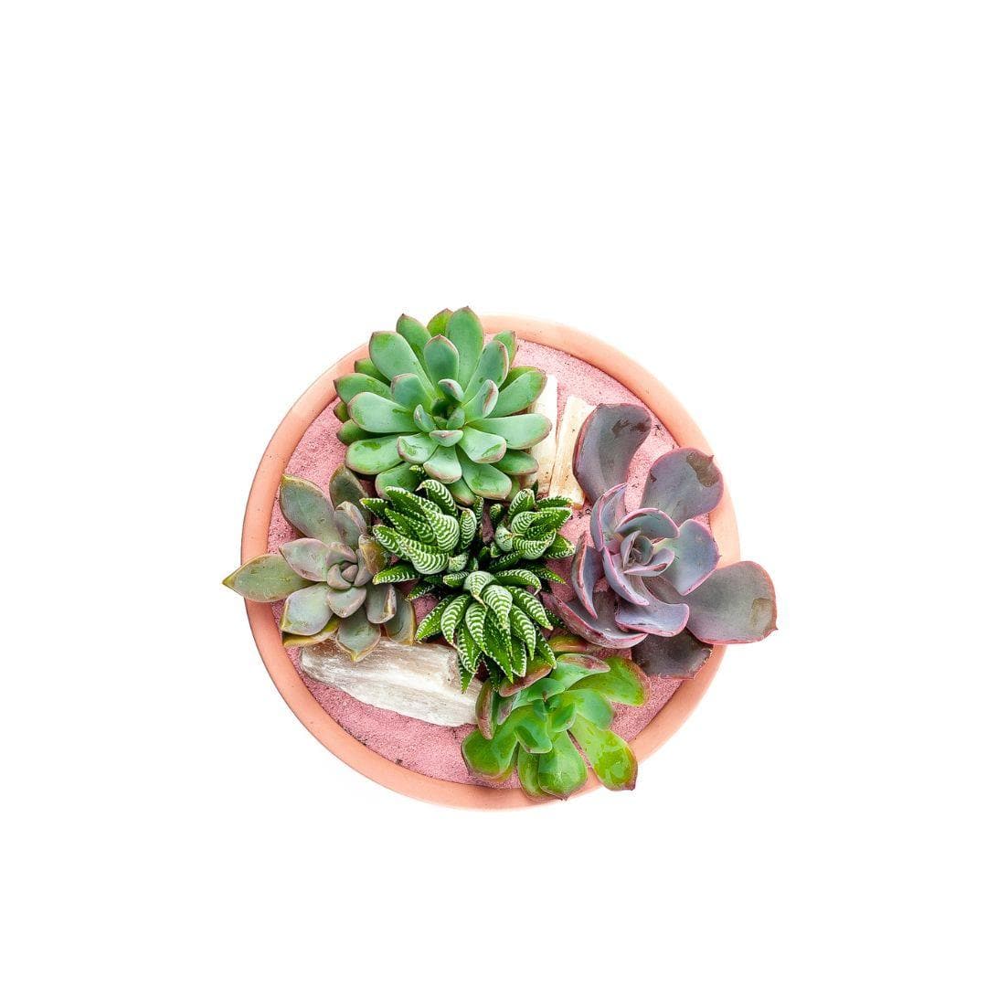 Bubblegum Pink Crystal Succulent Garden - Green Fresh Florals + Plants