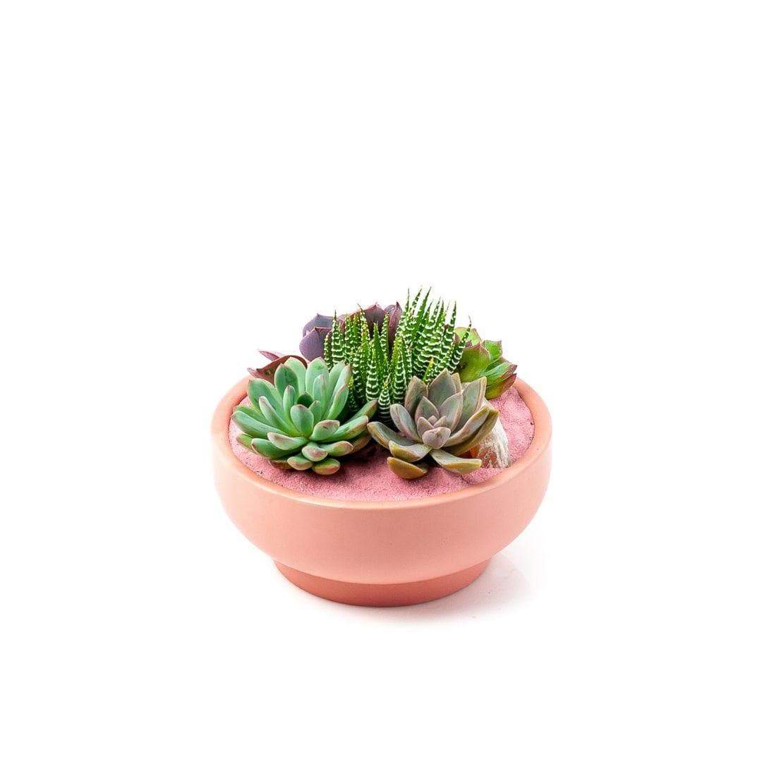 Bubblegum Pink Crystal Succulent Garden - Green Fresh Florals + Plants