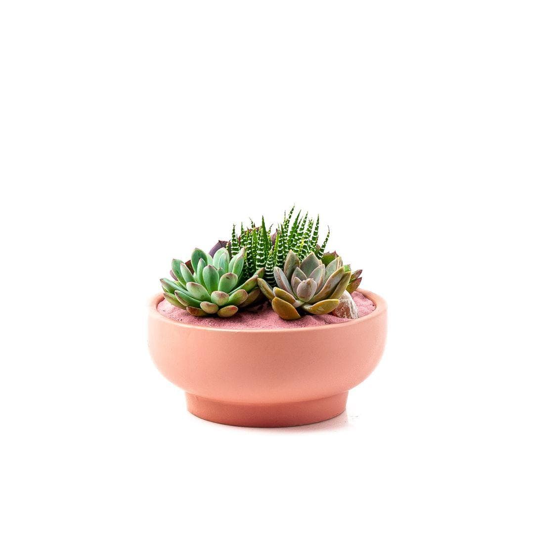 Bubblegum Pink Crystal Succulent Garden - Green Fresh Florals + Plants