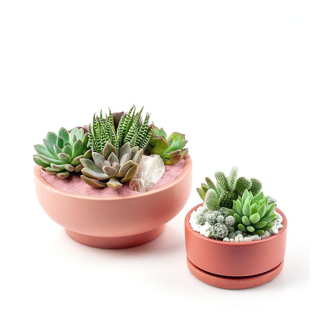 Bubblegum Pink Crystal Succulent Garden - Green Fresh Florals + Plants