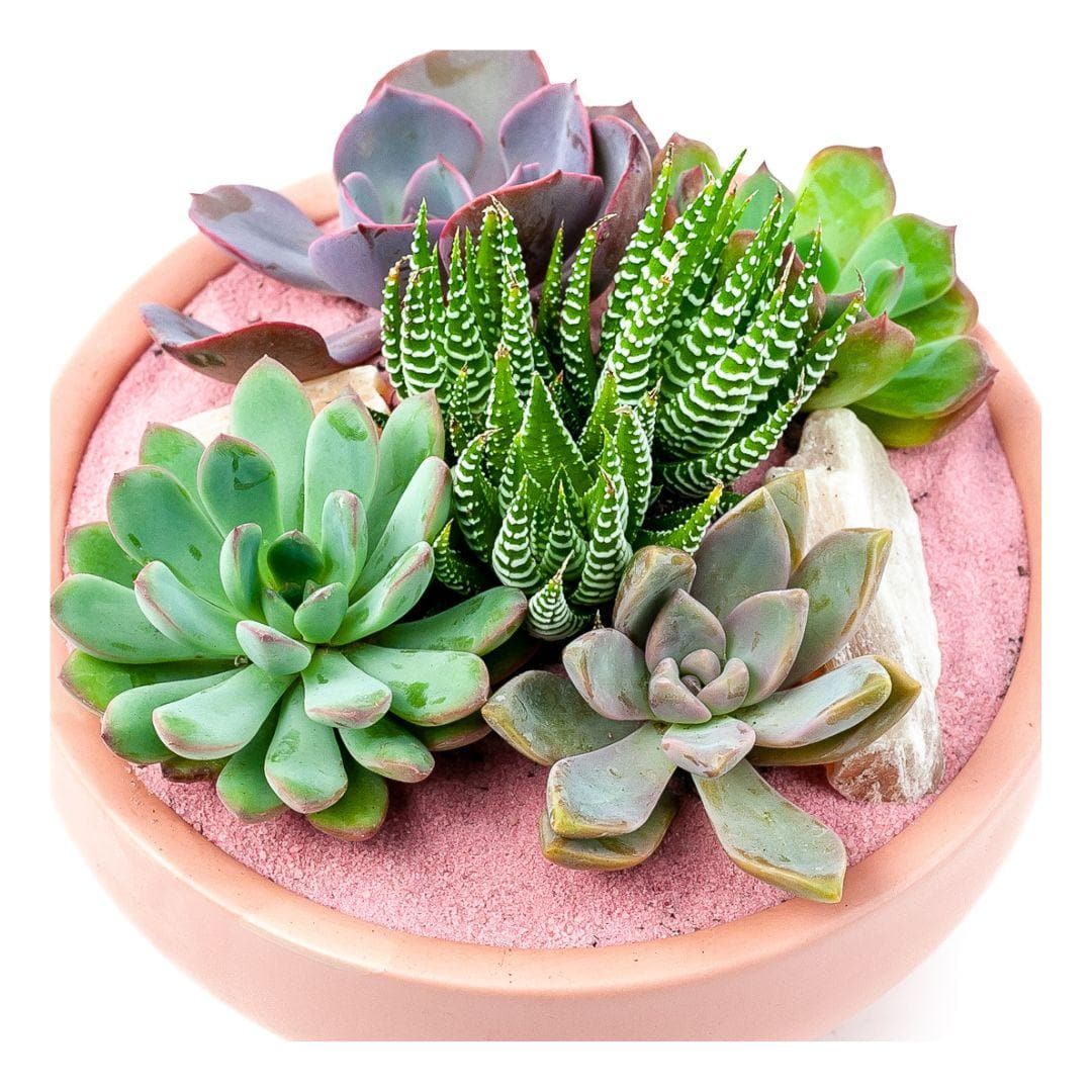 Bubblegum Pink Crystal Succulent Garden - Green Fresh Florals + Plants