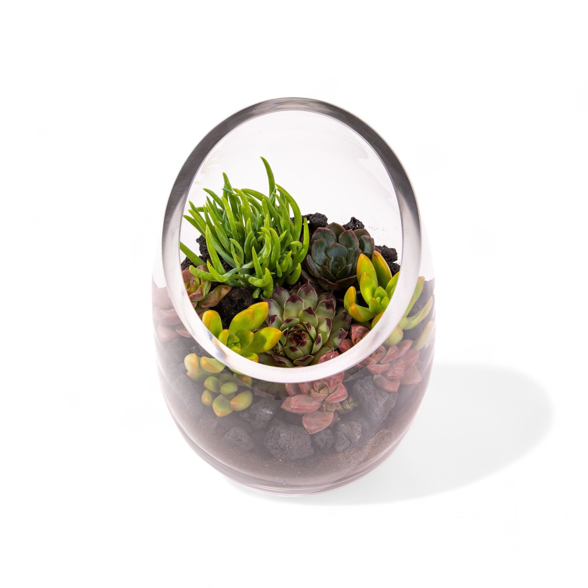 Bullet Vase Succulent Terrarium - Green Fresh Florals + Plants