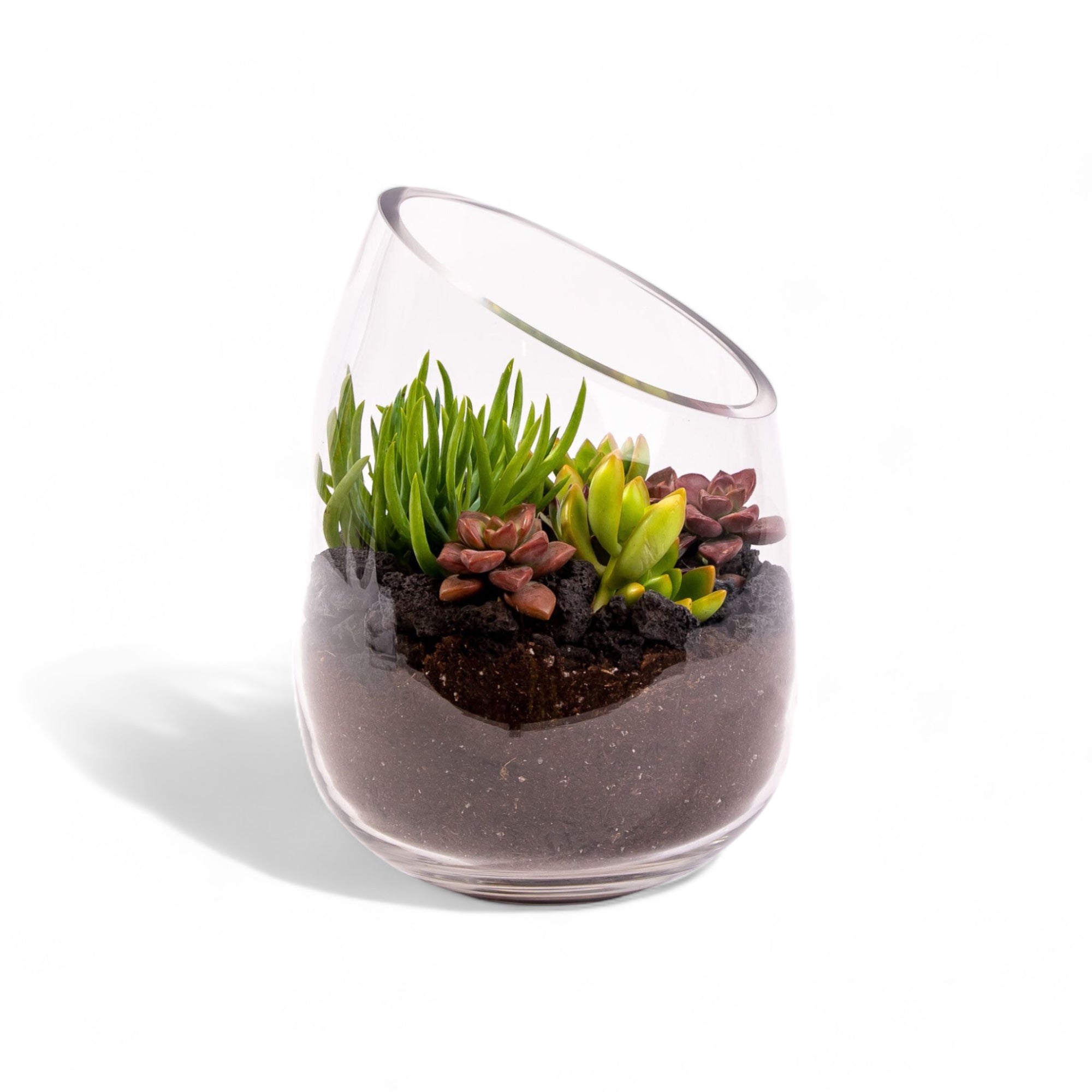 Bullet Vase Succulent Terrarium - Green Fresh Florals + Plants