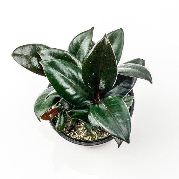 Burgundy Rubber Tree - Green Fresh Florals + Plants