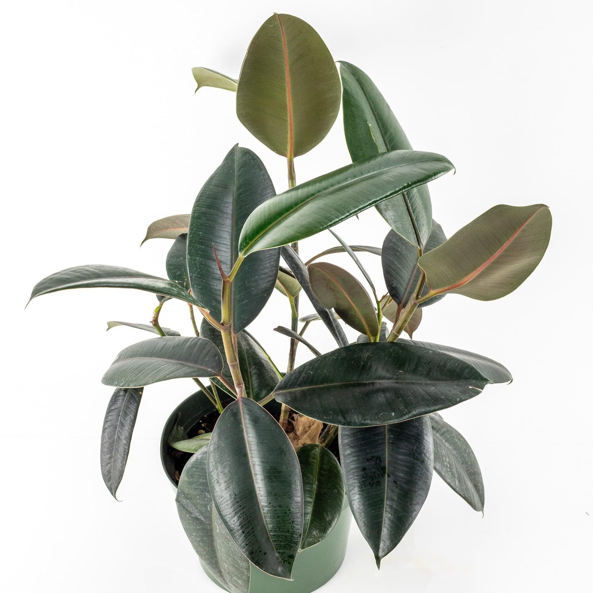 Burgundy Rubber Tree - Green Fresh Florals + Plants