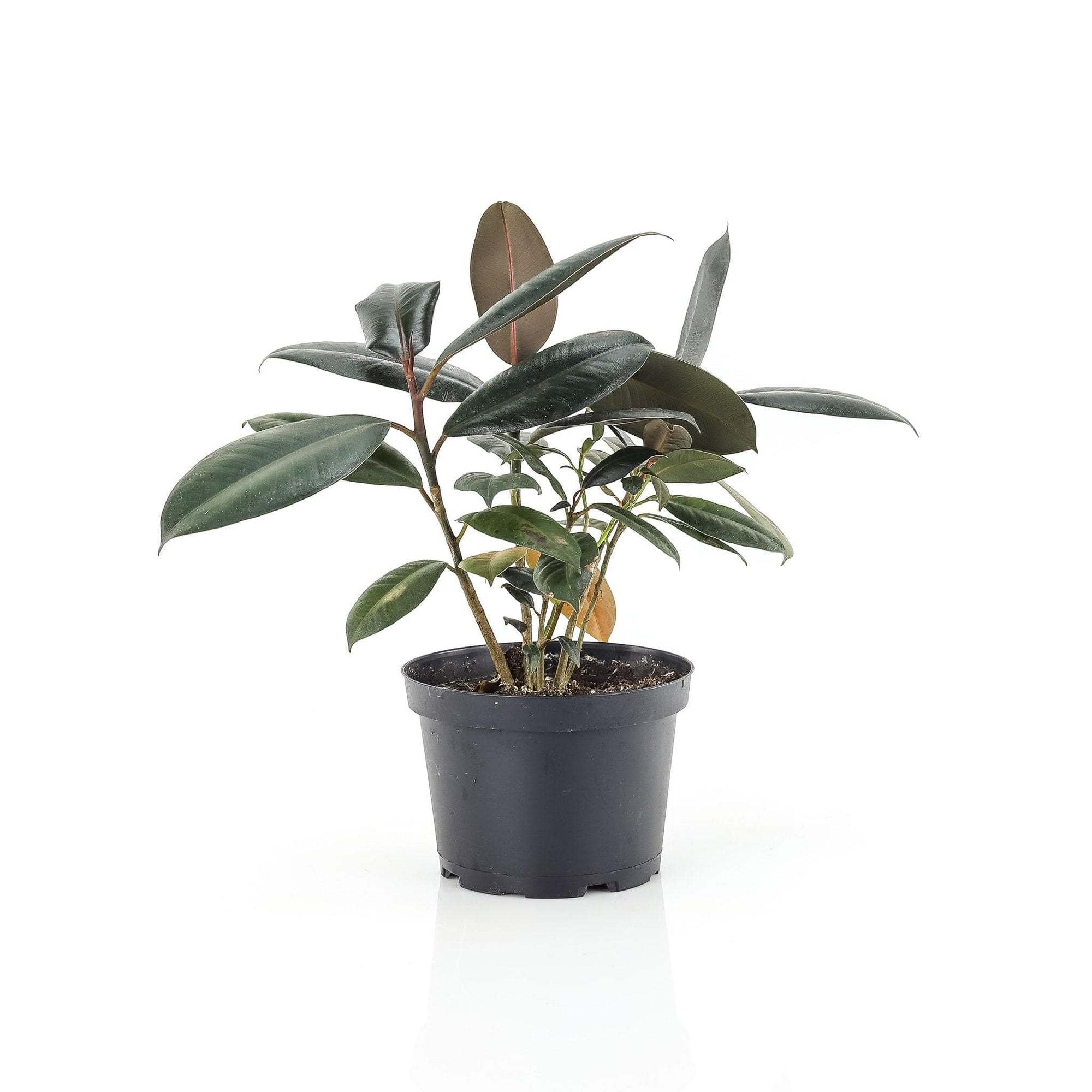 Burgundy Rubber Tree - Green Fresh Florals + Plants