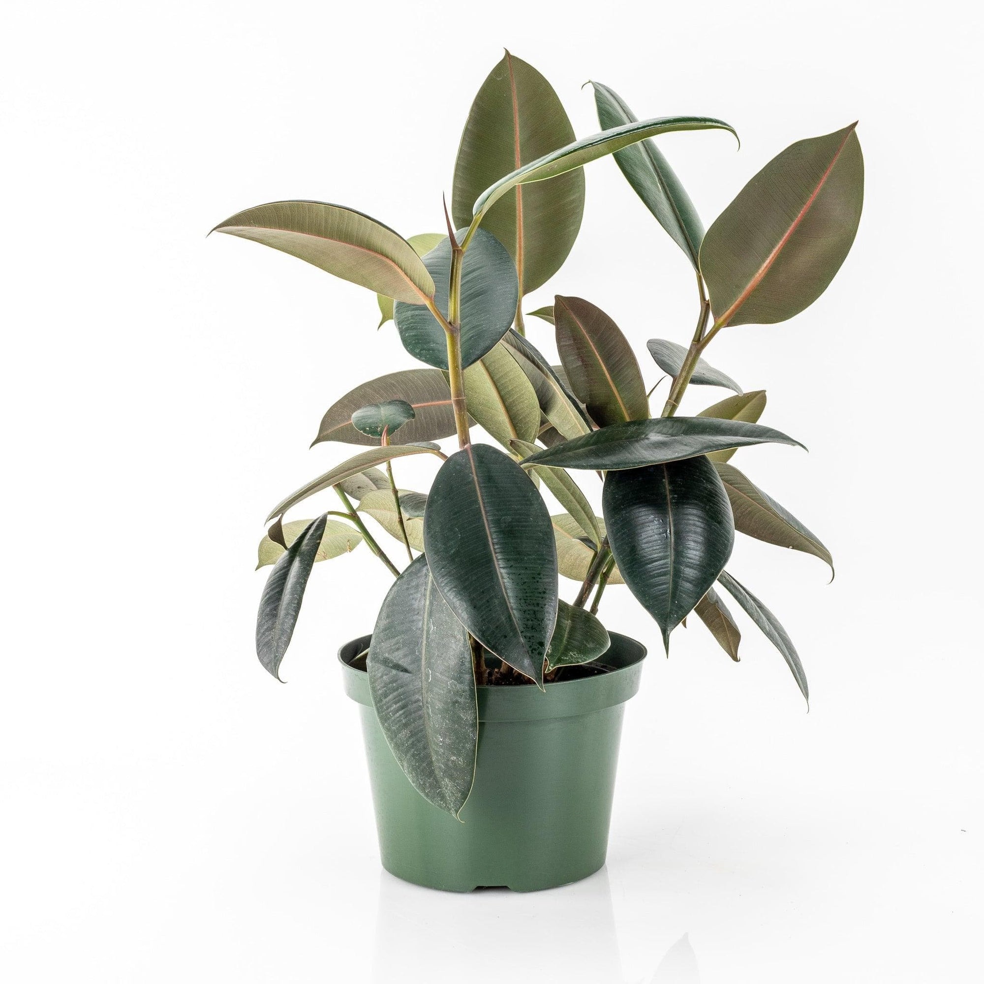 Burgundy Rubber Tree - Green Fresh Florals + Plants