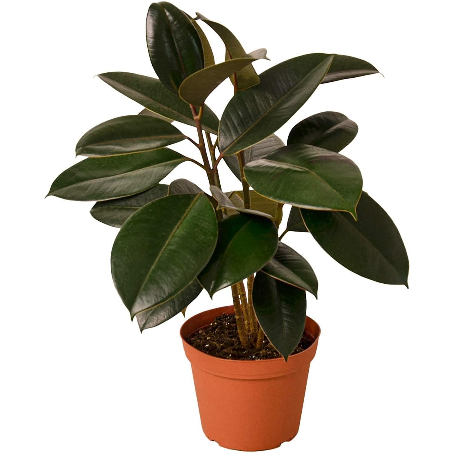 Burgundy Rubber Tree - Green Fresh Florals + Plants