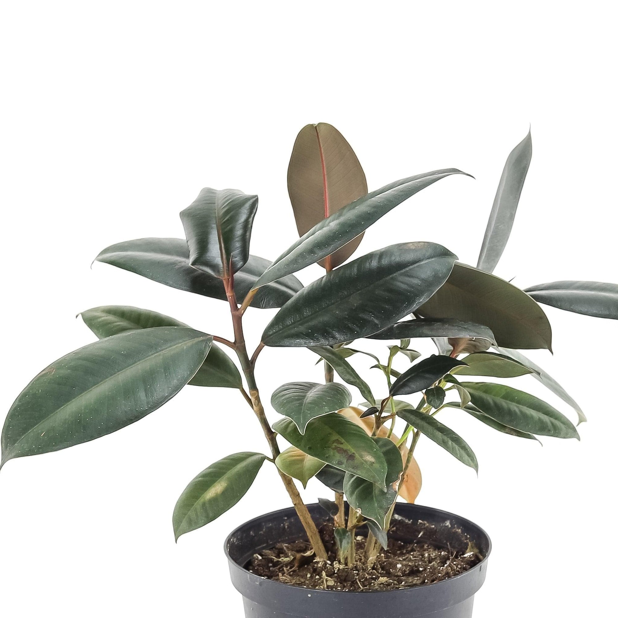 Burgundy Rubber Tree - Green Fresh Florals + Plants