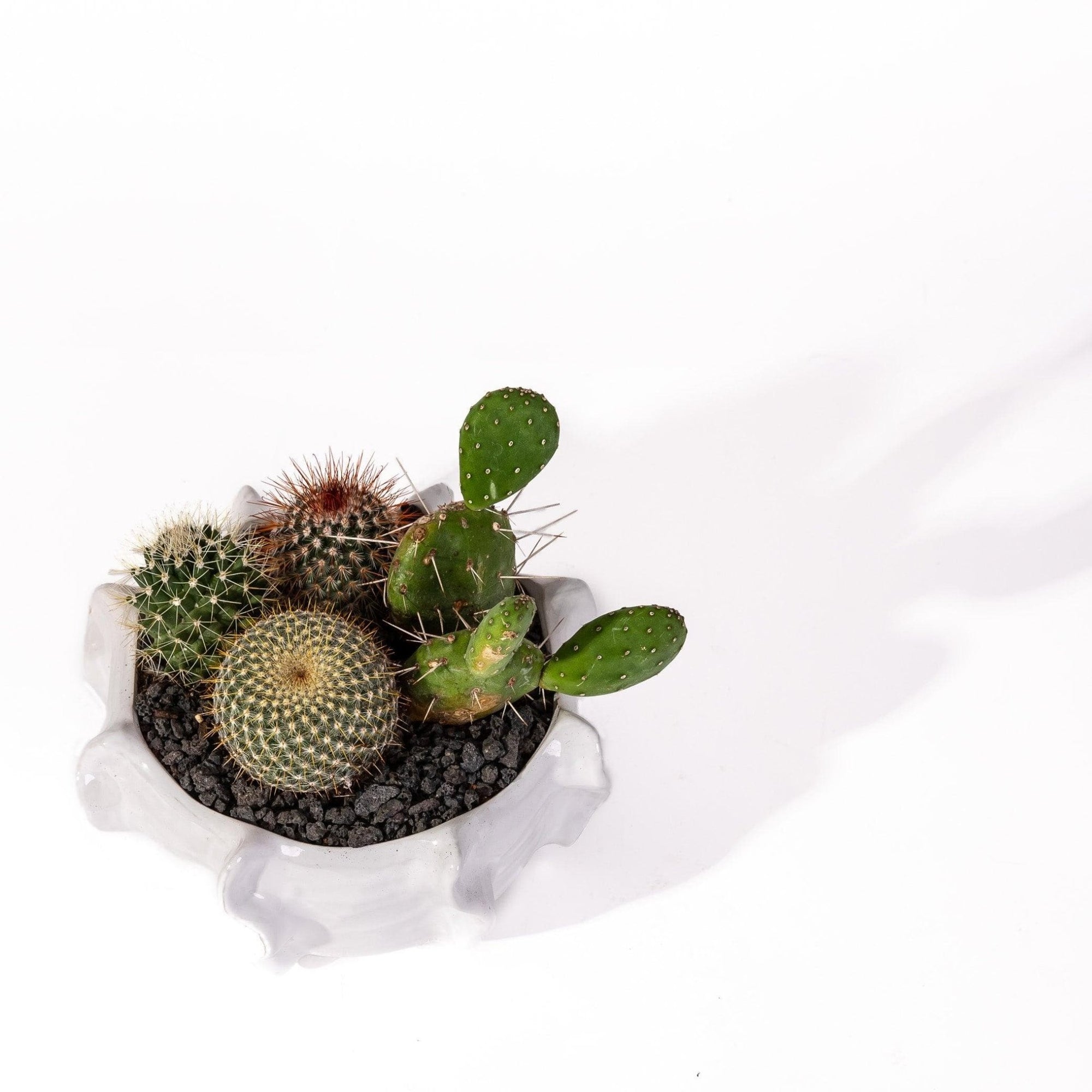 Cache Bowl Cactus Garden - Green Fresh Florals + Plants