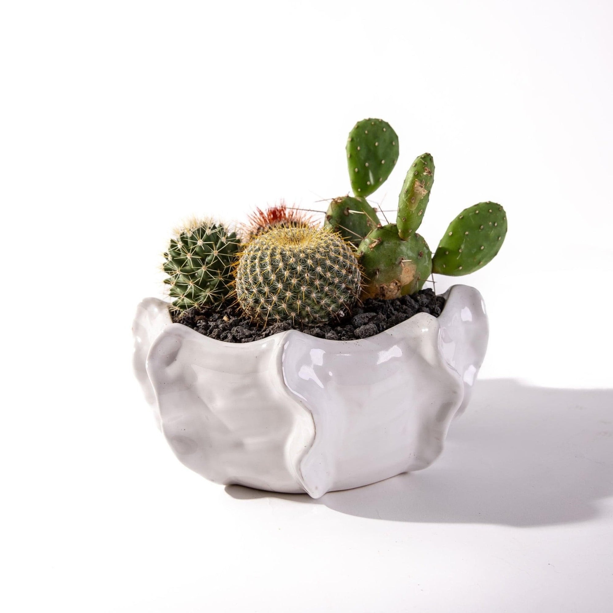 Cache Bowl Cactus Garden - Green Fresh Florals + Plants