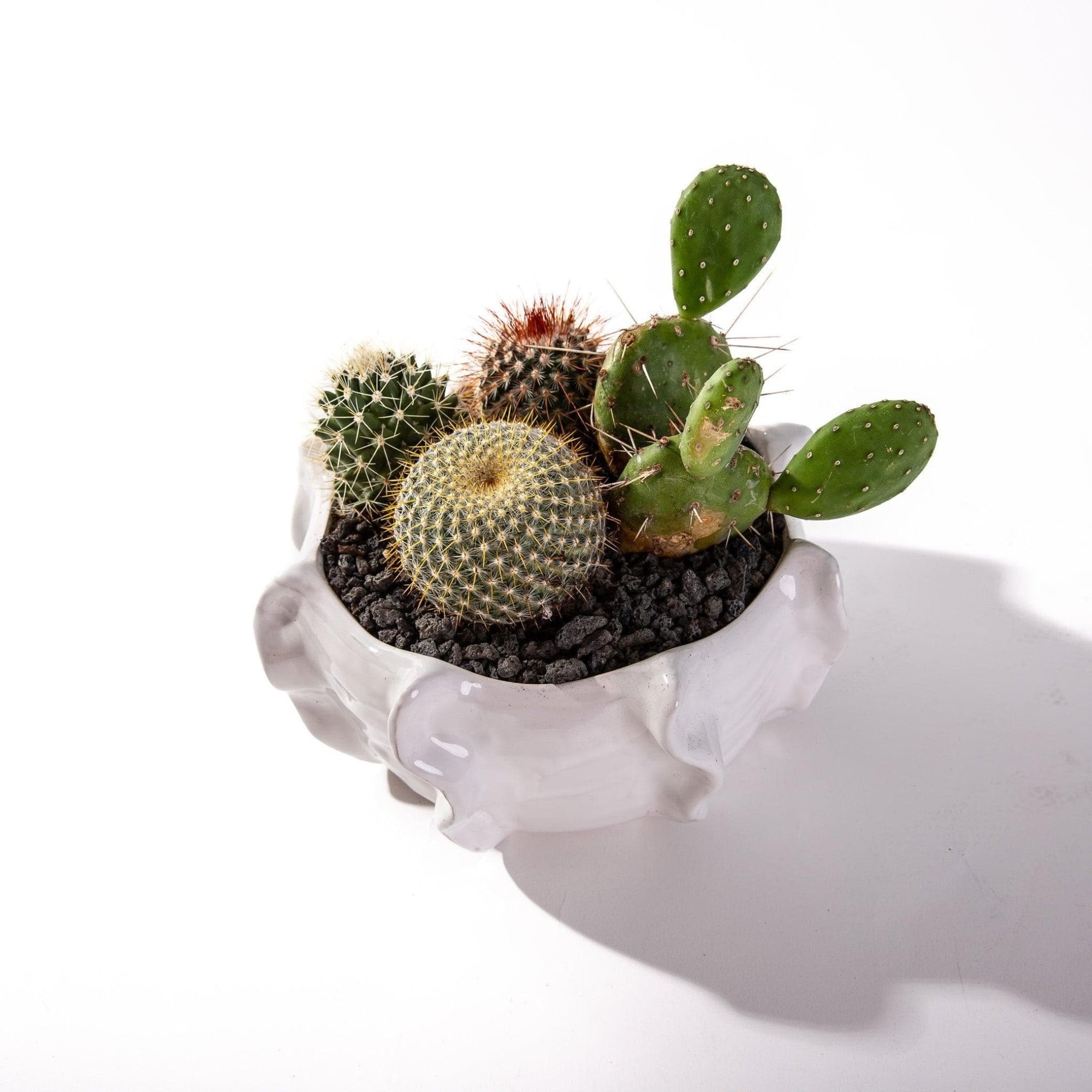 Cache Bowl Cactus Garden - Green Fresh Florals + Plants